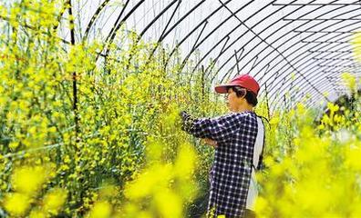 特色農產(chǎn)品助農民增收